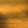Roe Deer (Capreolus capreolus) doe in rough grassland in early morning mist